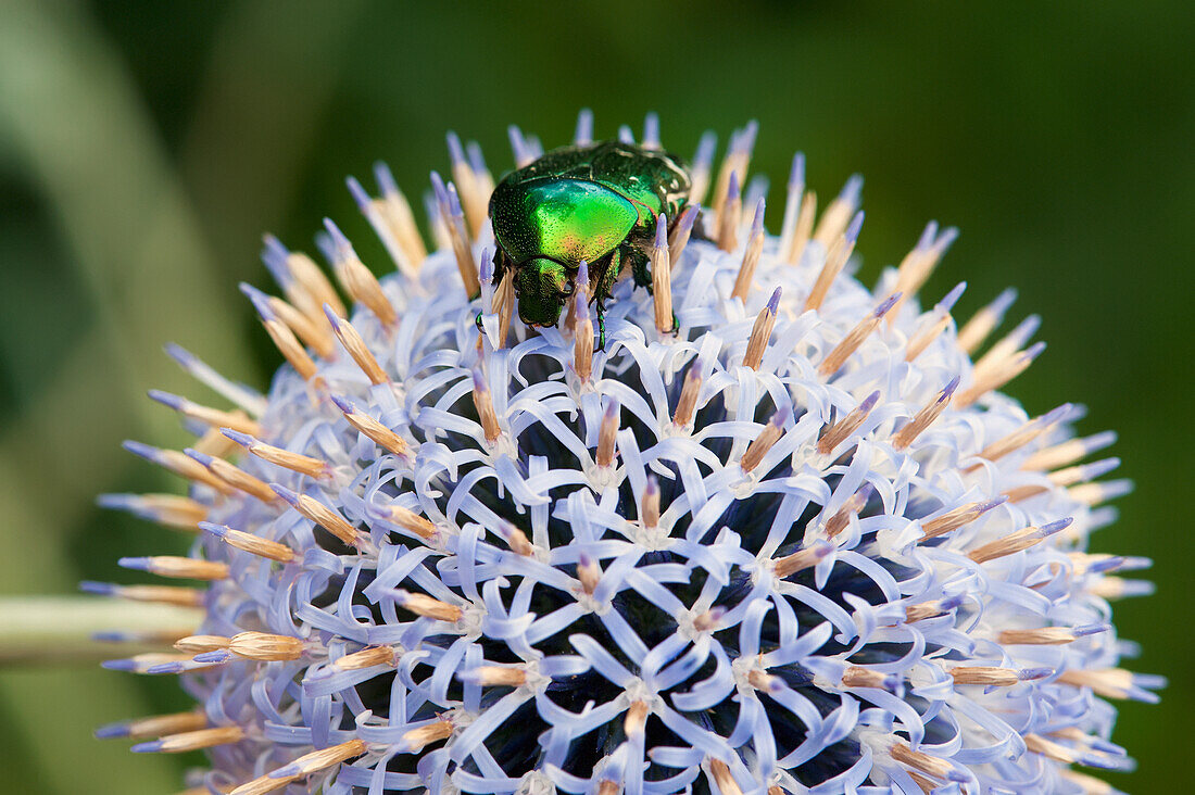 Close-Up Of Rose Chafer Beetle On Echinops, Lewes, East Sussex, Uk