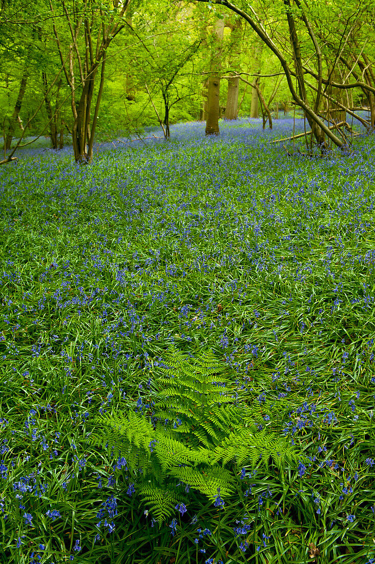 Bracken Fern Amongst Bluebells In Wood Near Newick, East Sussex, Uk