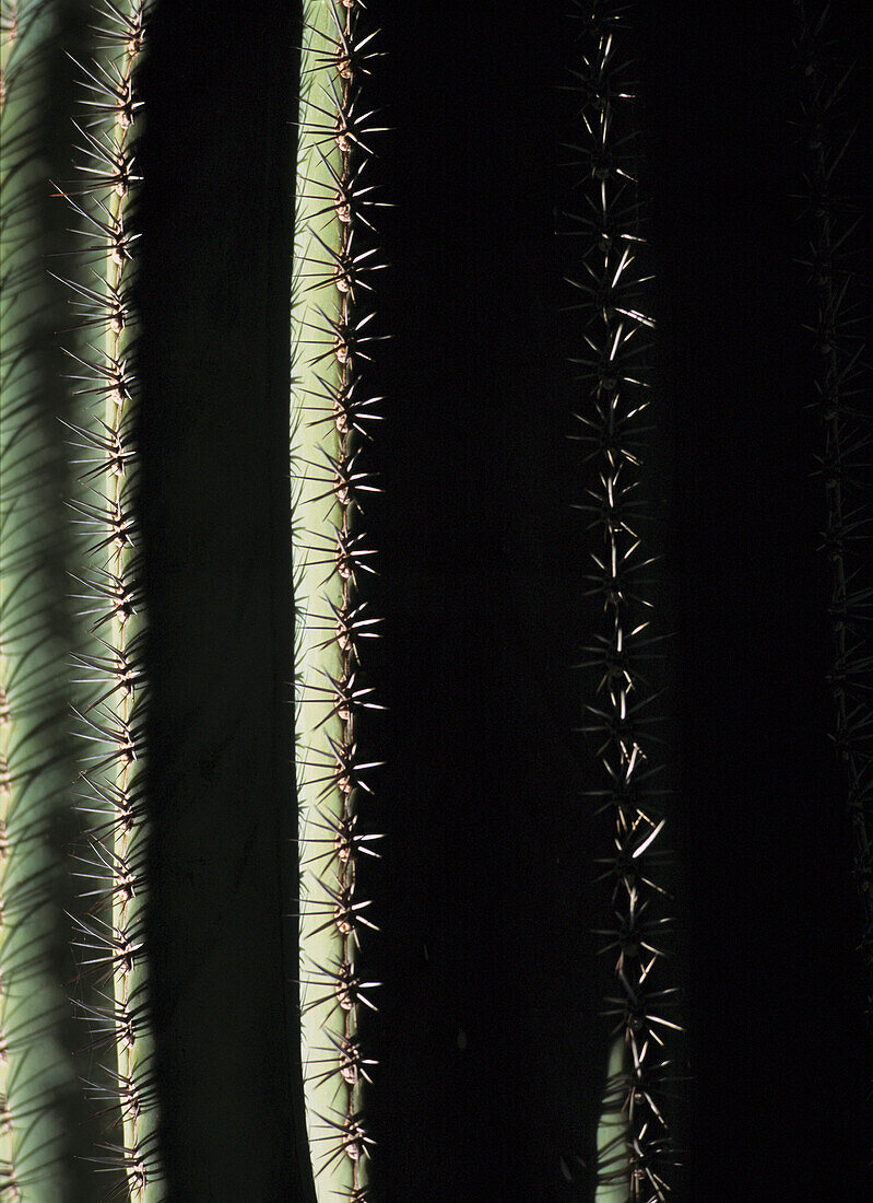 Detail von Kaktus in den Majorelle Gärten, Marrakesch, Marokko.