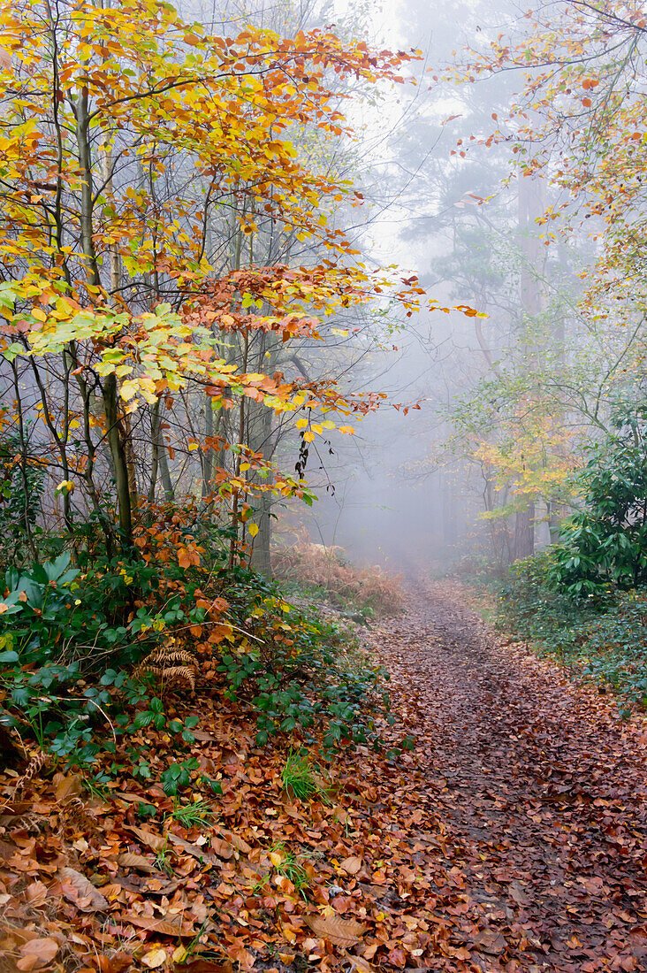 United Kingdom, View of forest path on misty morning; Surrey