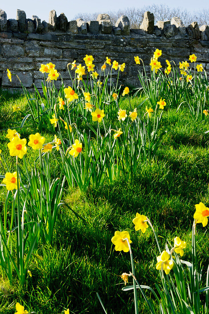 Vereinigtes Königreich, England, Dorset, Narzissen; Swanage