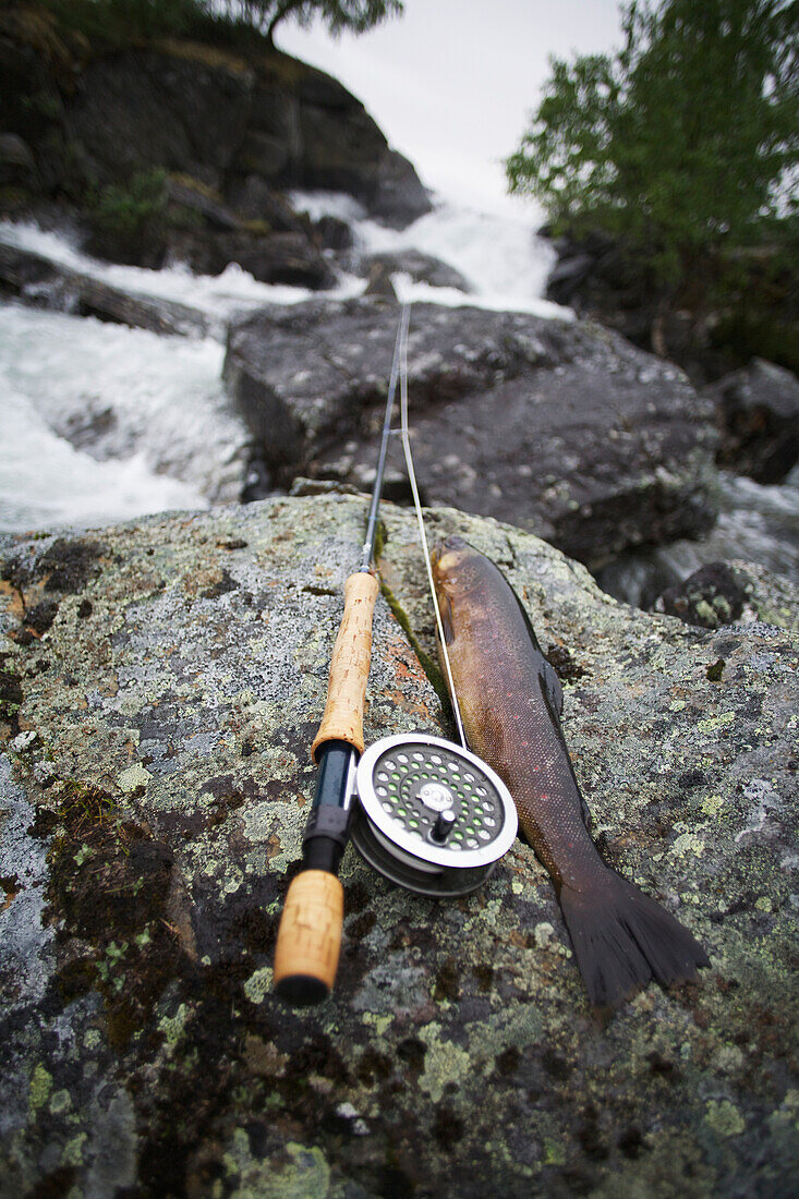 Sweden, Brown trout and fishing rod on rock; Miekak Lapland