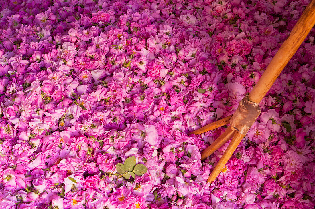 Morocco, Large pile of roses with large wooden fork (for turning them) in Kasbah Des Roses; Valley of Roses