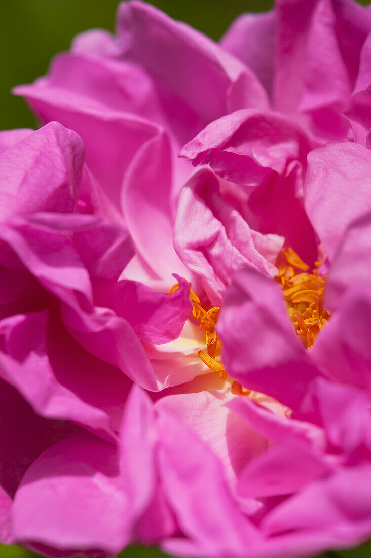 Morocco, Close up of Persian Rose; Valley of Roses