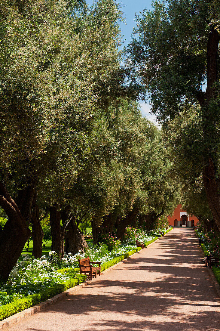 Morocco, Path lined with olive trees and rose bushes in gardens of La Mamounia Hotel; Marrakech