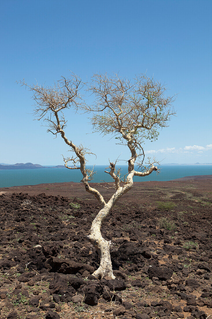 Kenia, Karge Landschaft um Loyangalani; Turkana-See