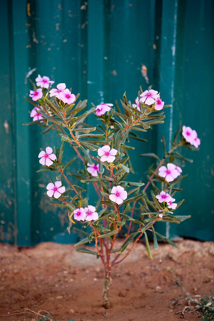 Details von rosa Blumen, die neben einem blauen Behälter wachsen; Kenia