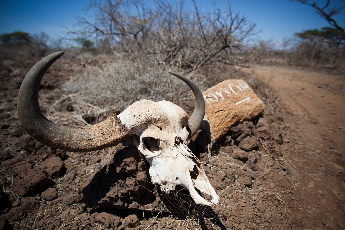 Kenya, Large buffalo skull beside painted sign directing guest to Joy's Camp; Shaba National Reserve