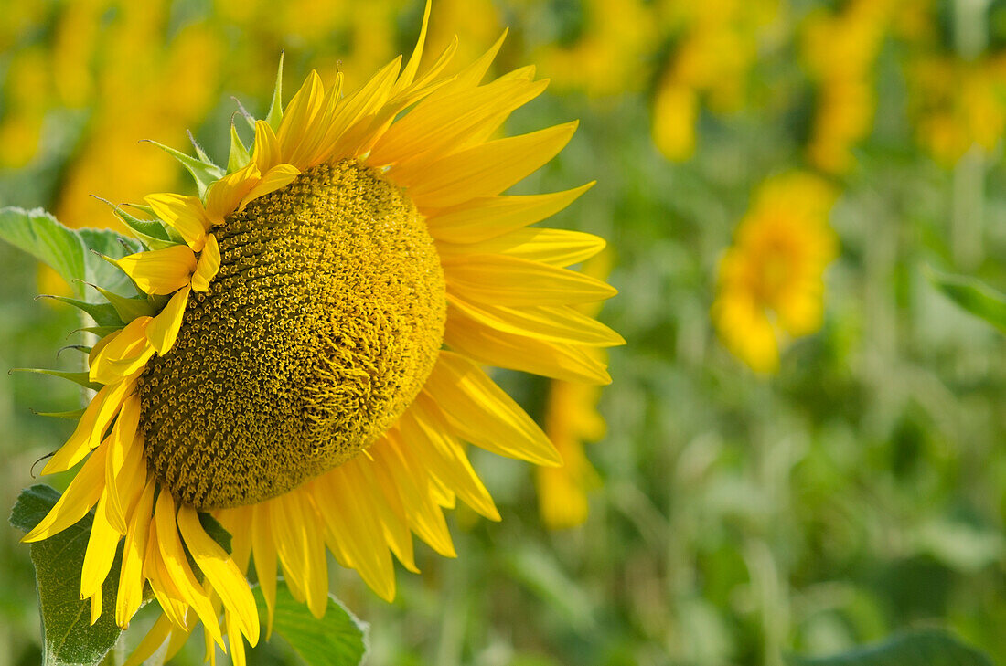 Italien, Marken, Sonnenblume; Lido di Fermo