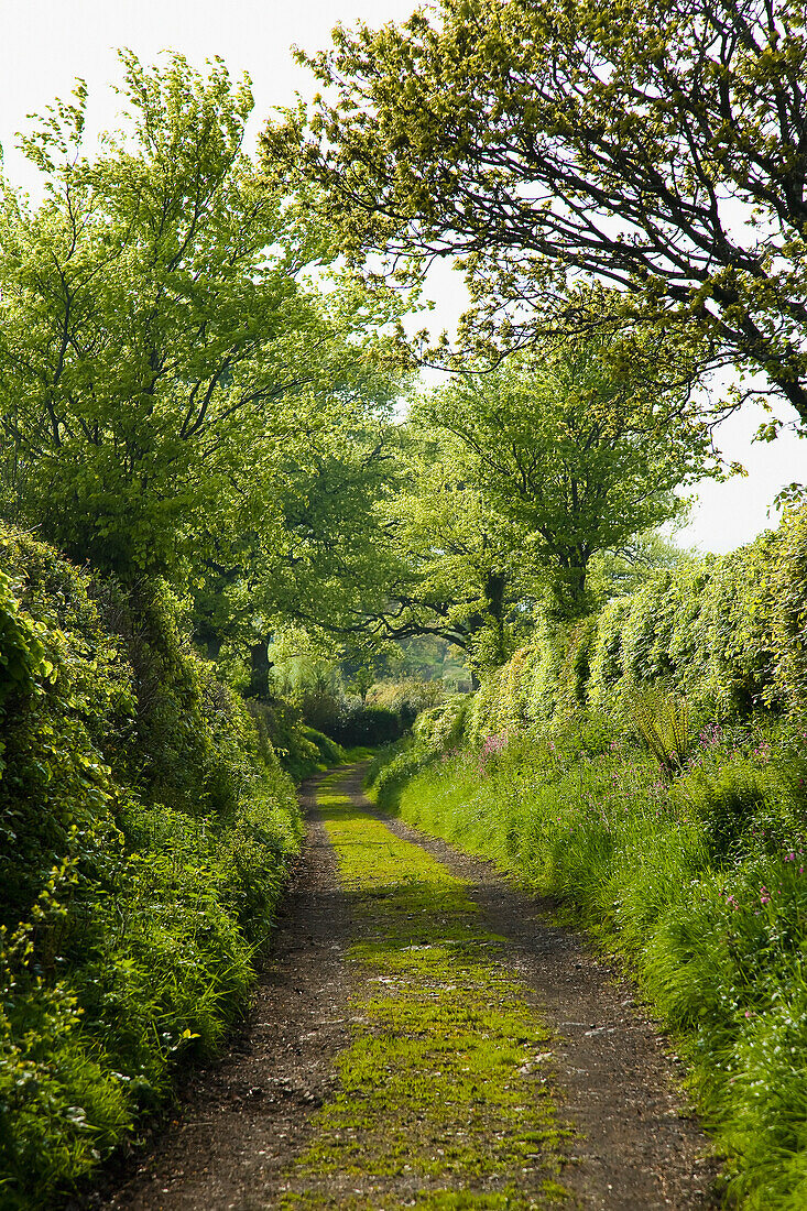 Vereinigtes Königreich, England, Fußweg im Grünen; Devon