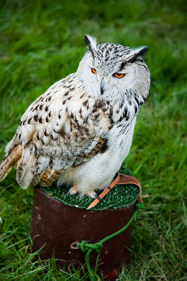 United Kingdom, England, Devon, Close up of owl; Uffculme