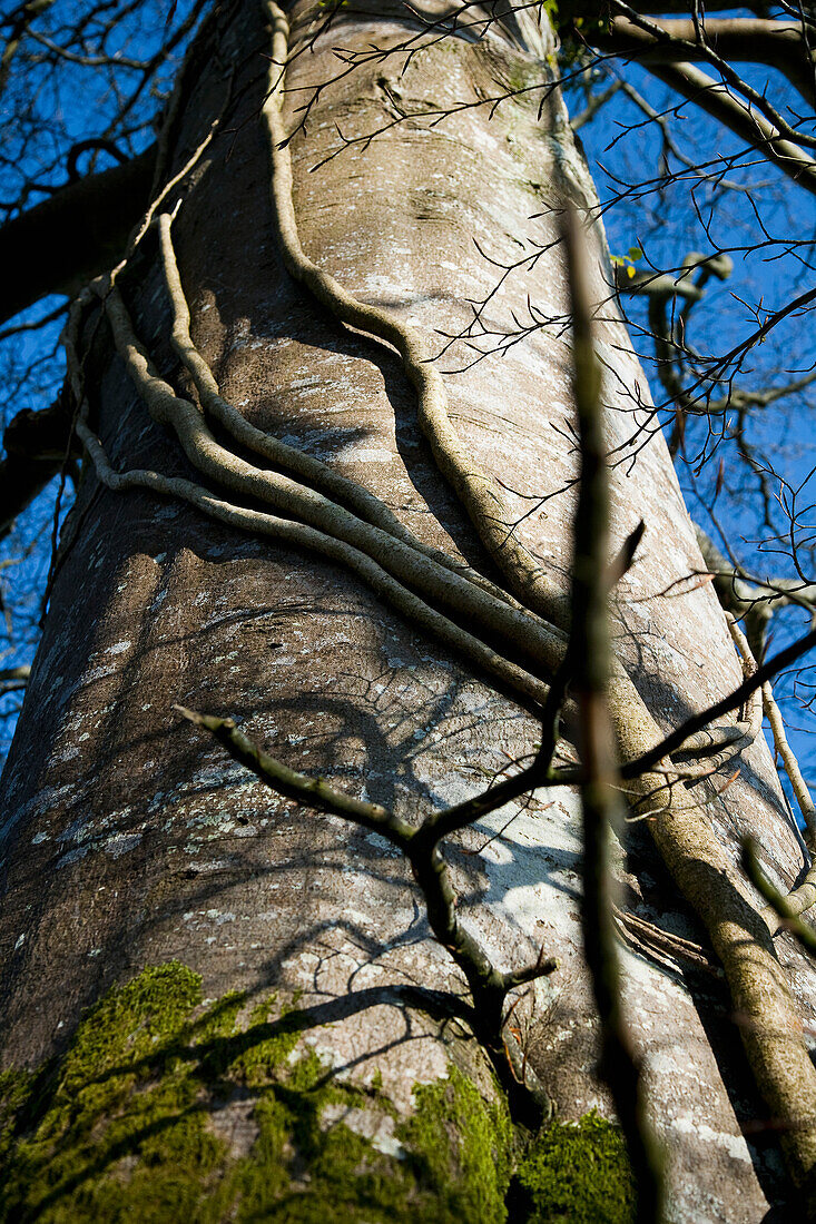 United Kingdom, England, Upward view of tree trunk; Devon