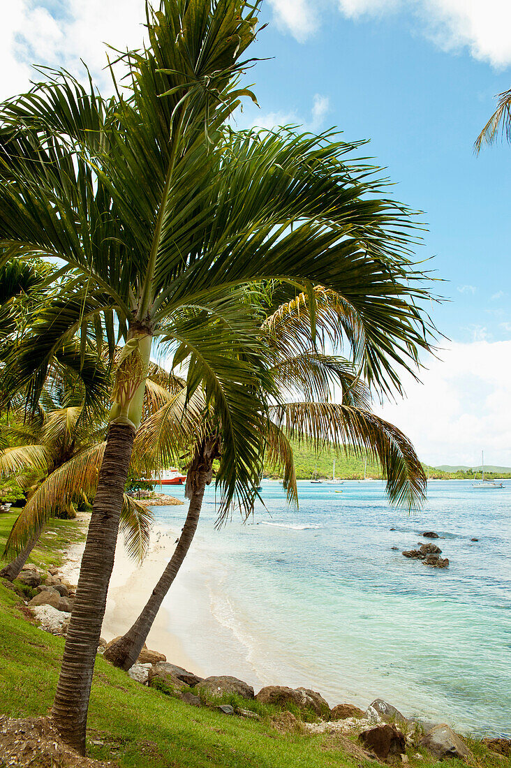 Beach In Mustique Island, St Vincent And The Grenadines, West Indies
