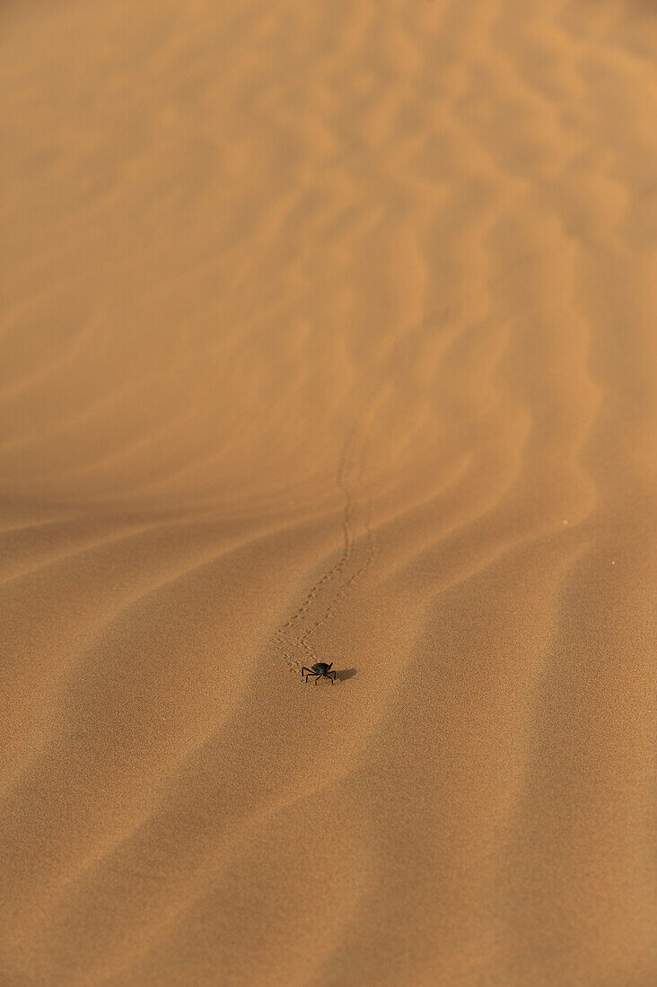 VAE, Abu Dhabi, Mistkäfer auf Sanddüne; Liwa