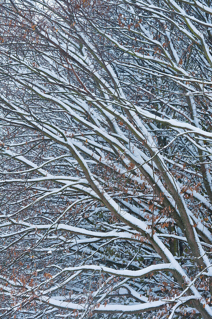 Detail Of Snow-Covered Beech Treelewes, East Sussex, Uk