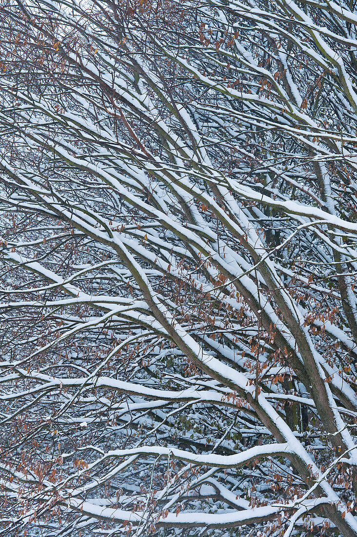 Detail einer schneebedeckten Buche; Lewes, East Sussex, Großbritannien