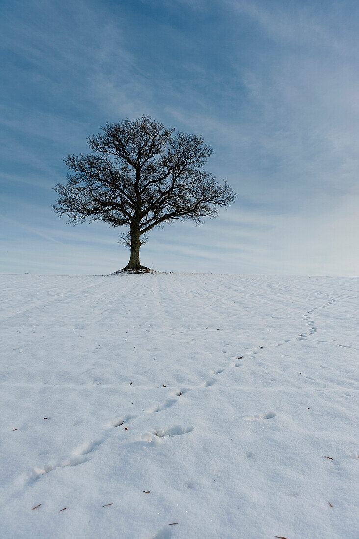 Solitary Oak Tree On Snowy Hill,Petersfield, Hampshire, Uk