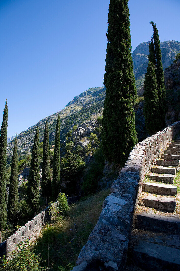 Steps And Cypress Trees Old City Wall,Kotor Montenegro.Tif