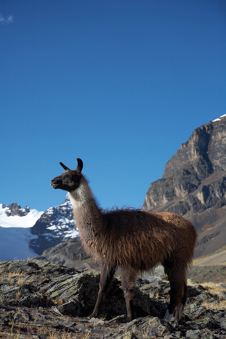 Llama in der Cordillera Real Bolivien