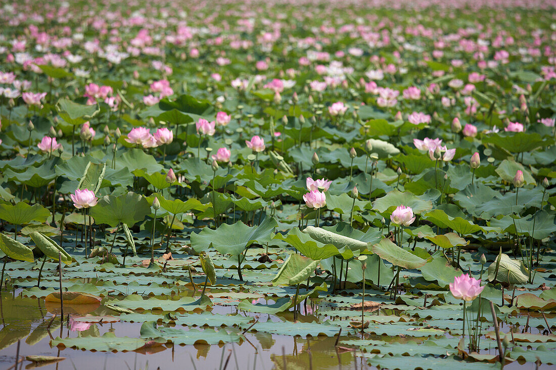 Lotusblumen Siem Reap Kambodscha