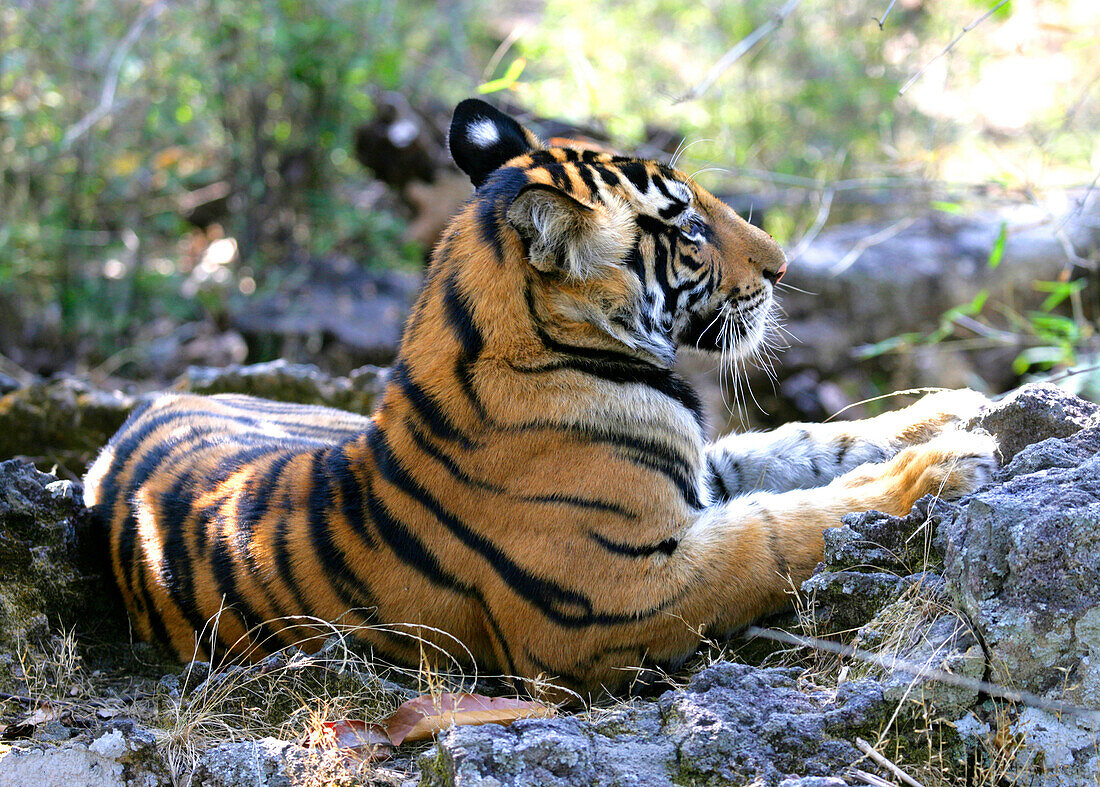 TIGER IN MADHYA PRADESH INDIEN