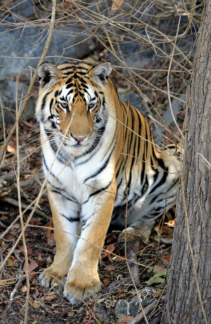 TIGER IN MADHYA PRADESH INDIEN