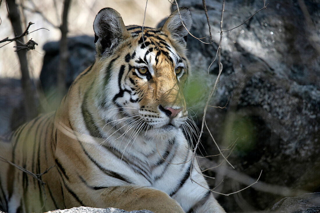 Tiger, Pench National Park; Madhya Pradesh, Indien