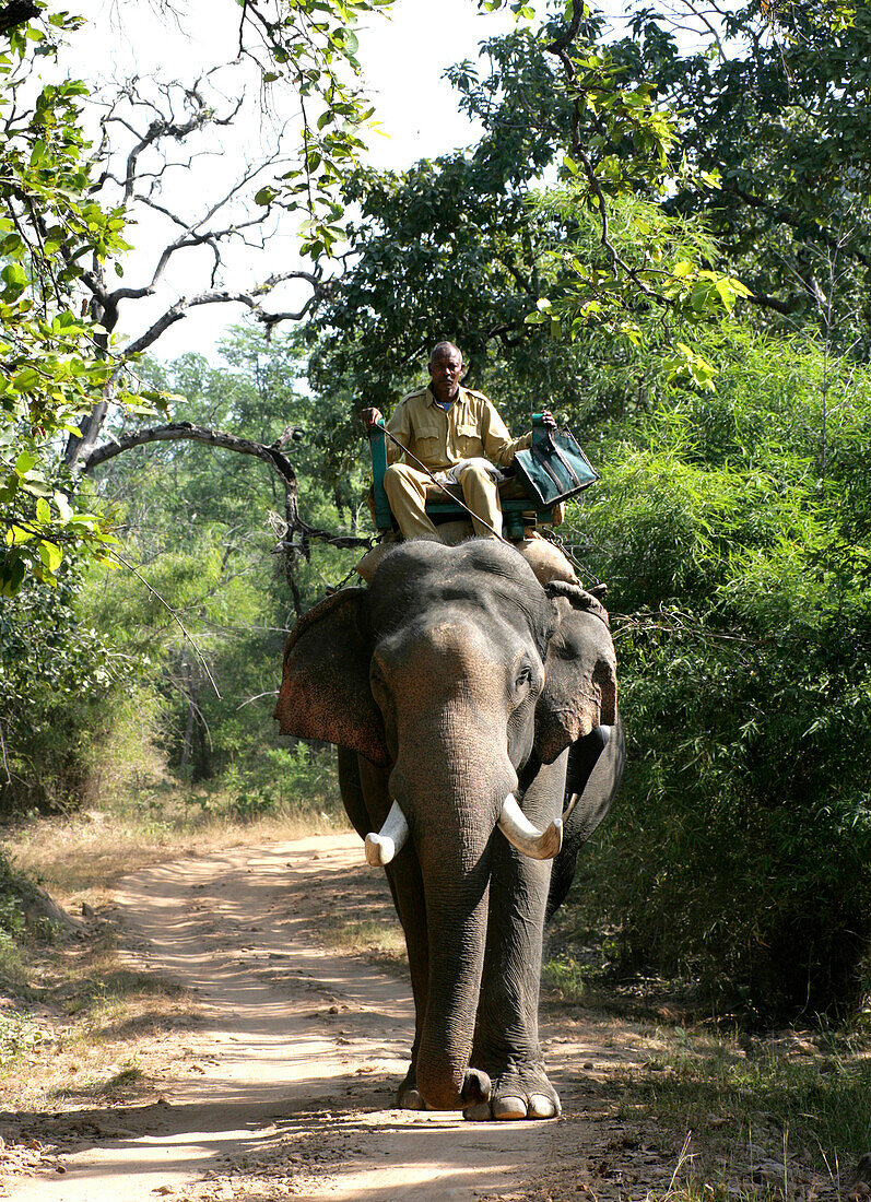 ELEPHANT SAFARI IN BANDHAVGARH PARK MADHYA PRADESH INDIA