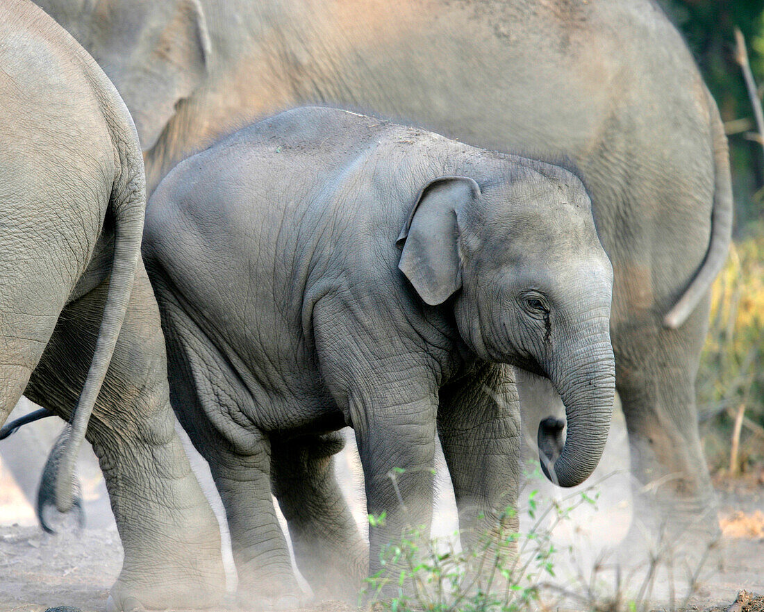 BABY ELEPHANT IN BANDHAVGARH PARK MADHYA PRADESH INDIA