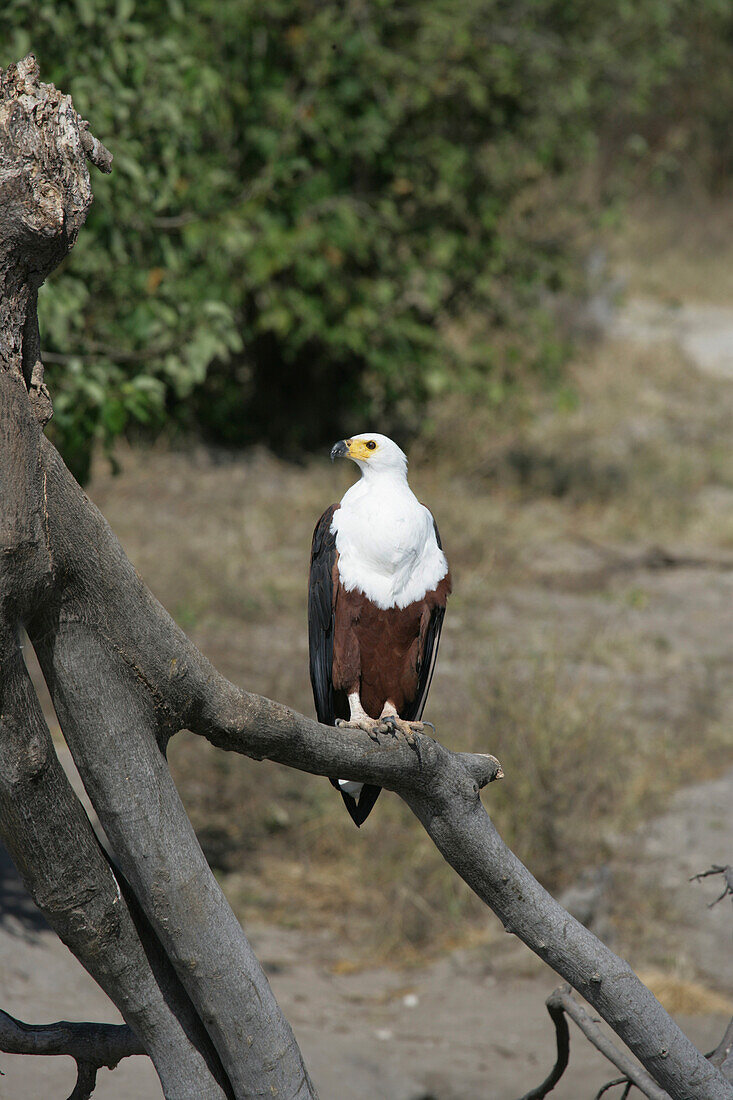 Namibia, Fish Eagle near Chobe River; Caprivi Strip