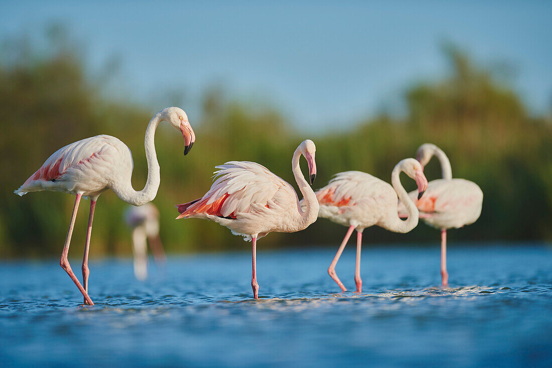 Four Greater Flamingos (Phoenicopterus roseus) wildlife, standing in the water in the Parc Naturel Regional de Camargue; Saintes-Maries-de-la-Mer, Camargue, France