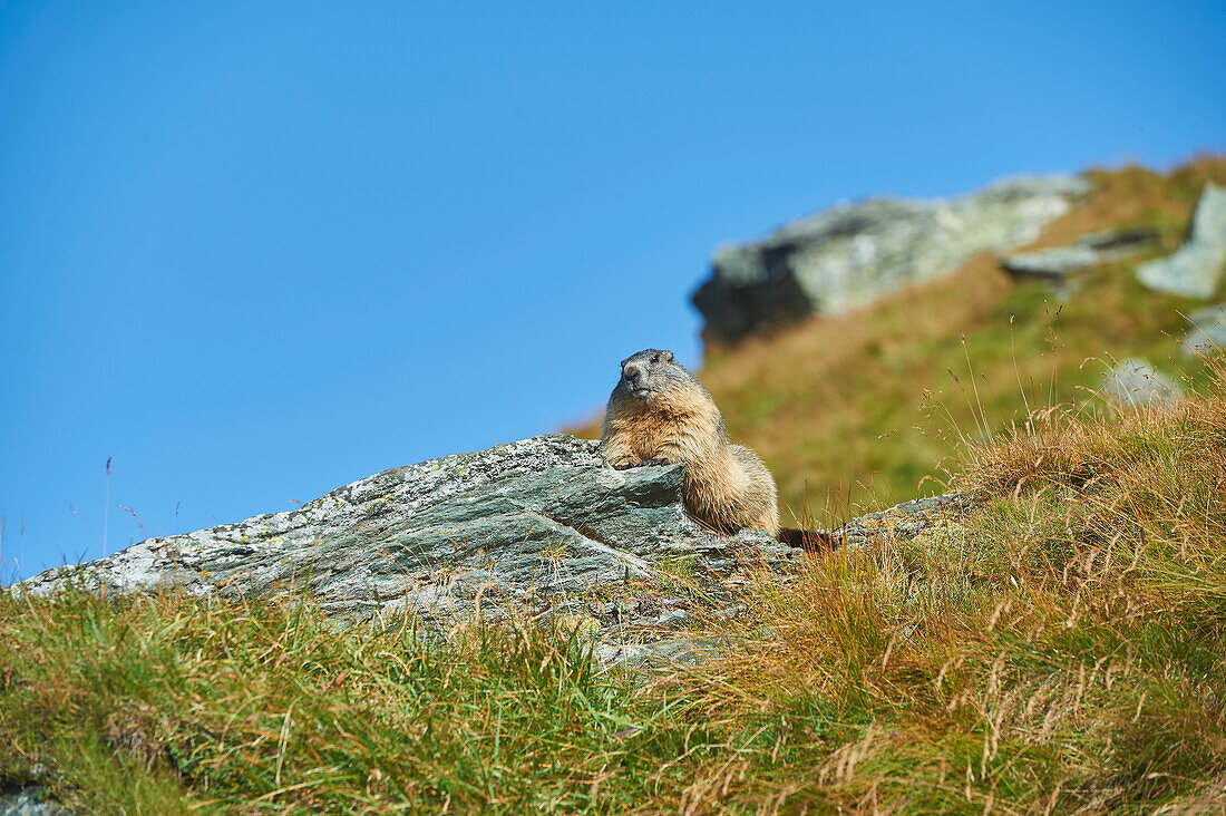 Alpenmurmeltier (Marmota marmota) an einem Felsen lehnend auf einem grasbewachsenen Berghang mit blauem Himmel am Großglockner; Nationalpark Hohe Tauern, Österreich