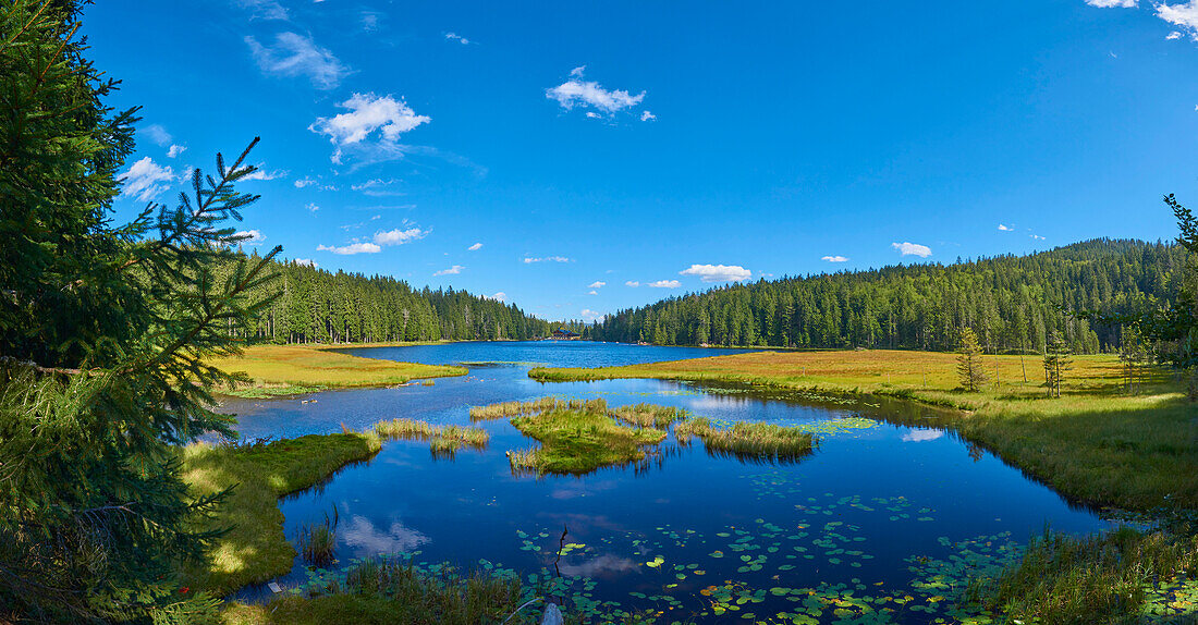 Grasbewachsenes Ufer mit einem kleinen Bach, der in den Arbersee mündet, Nationalpark, Bayerischer Wald; Bayern, Deutschland