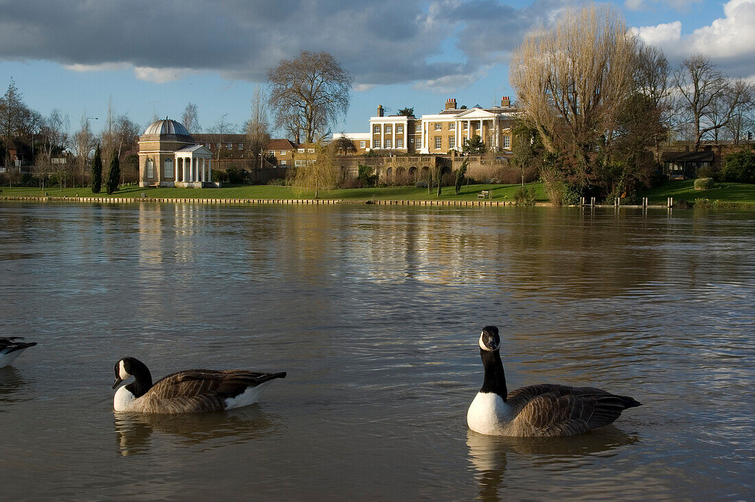 Europe, Uk, England, Surrey, Molesey, River Thames With Geese