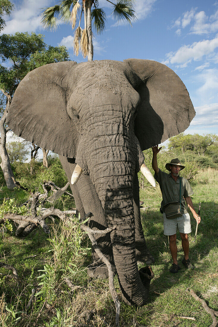 Wanderung mit Elefanten Safari im Okavango Delta Botswana