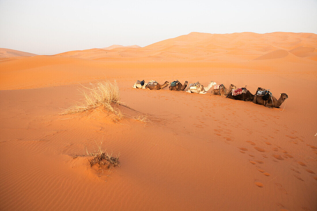 A train of camels sits among sand dunes.; Erg Chebbi , Sahara Desert , Morocco