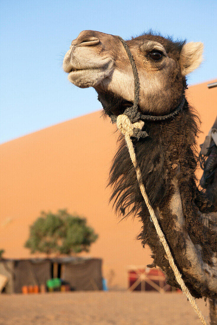Porträt eines Kamels vor einem Zeltlager in der Wüste Sahara; Erg Chebbi , Sahara-Wüste , Marokko