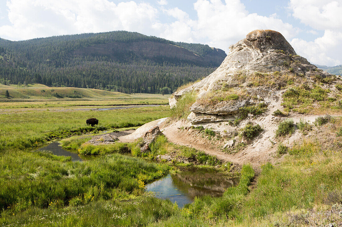 Ein einsamer amerikanischer Bison steht im Gras im Lamar Valley; Yellowstone National Park, Wyoming, Vereinigte Staaten von Amerika