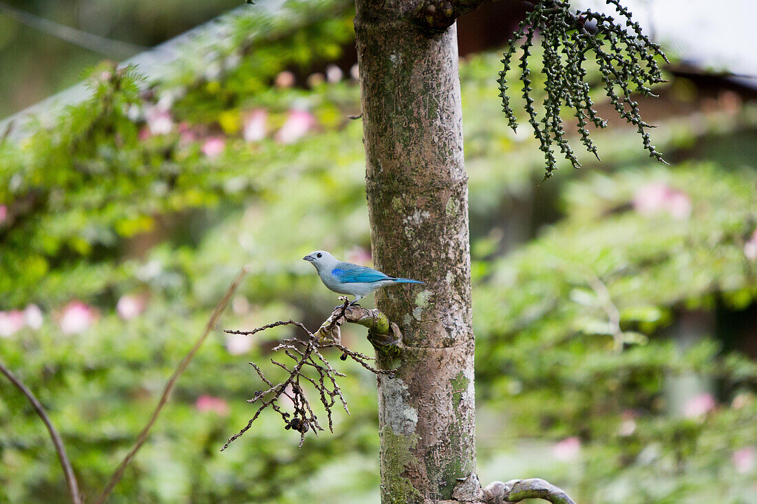 A blue gray tanager rests on a tree branch in the tropical botanical gardens of Casa Orquideas.; Costa Rica