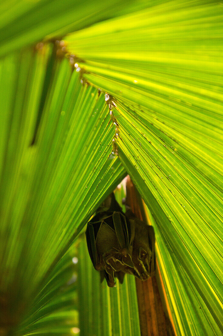 Common tent making bats rest under the cover of palm leaves in the tropical botanical gardens of Casa Orquideas.; Costa Rica
