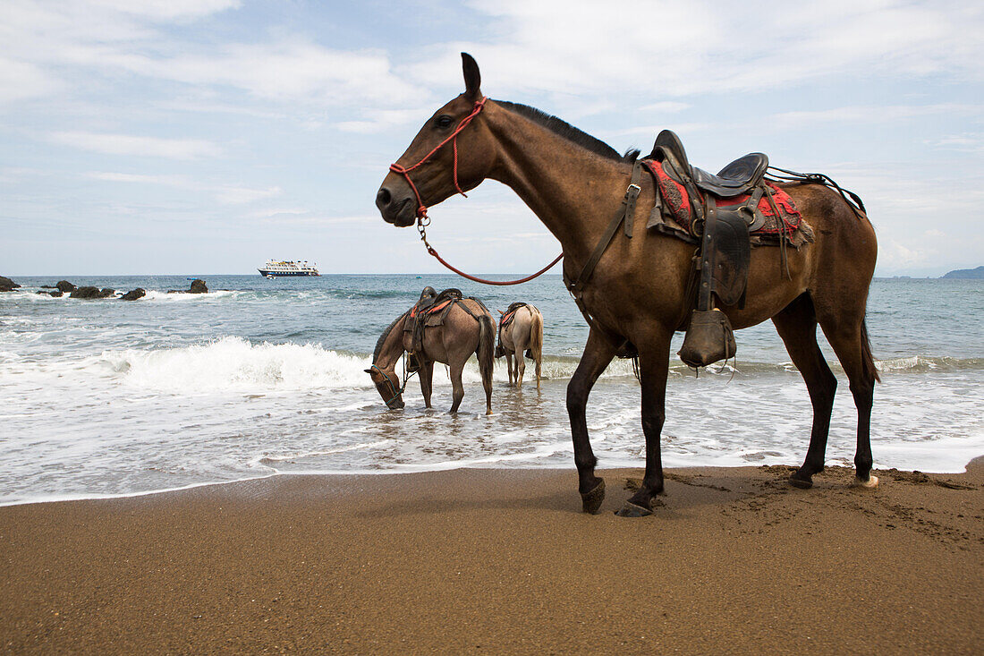 Im Caletas Reservat, Osa Halbinsel, stehen mehrere Pferde am Sandstrand und im Wasser, während ein Expeditionsschiff in der Nähe ankert; Costa Rica