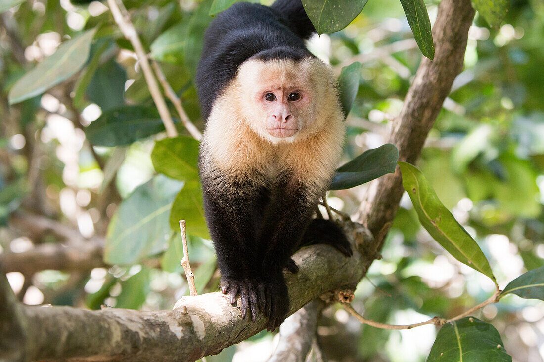 A white-faced capuchin monkey climbs on a tree through foliage in Manuel Antonio National Park.; Manuel Antonio National Park, Costa Rica