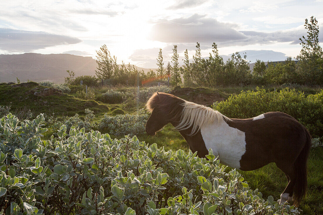 An Icelandic horse stands in a field.; Gljasteinn, Iceland