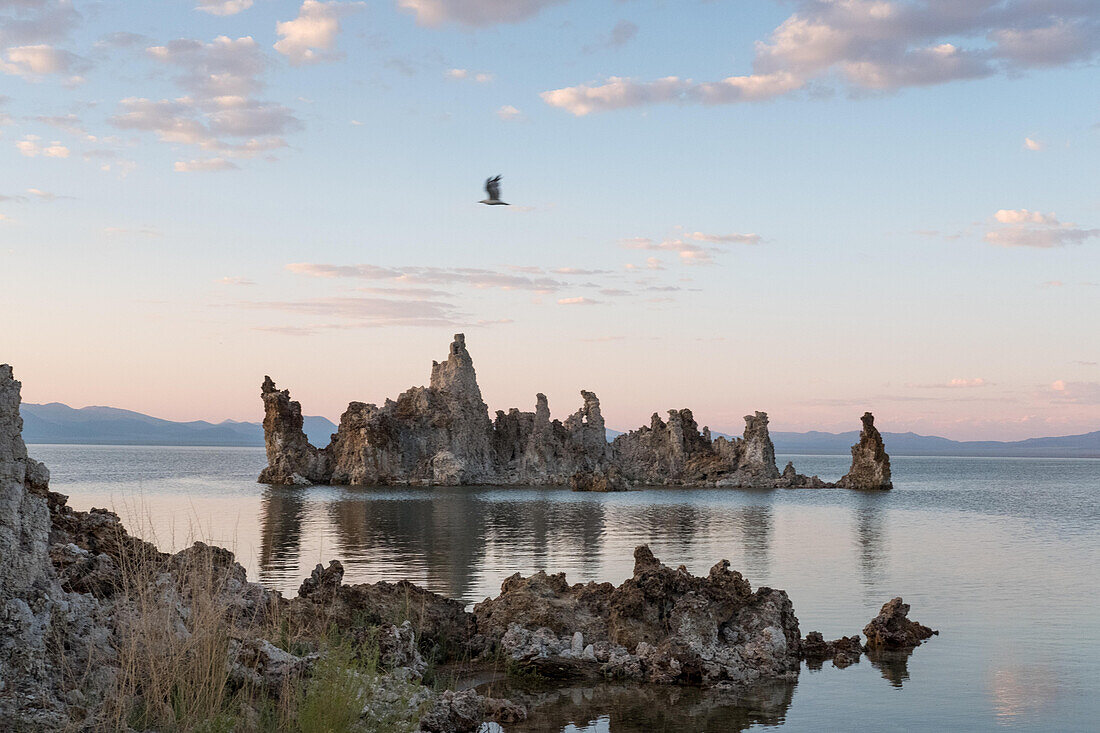 A bird flies over South Tufa Mono Lake at dusk.; Mono Lake, California, United States of America