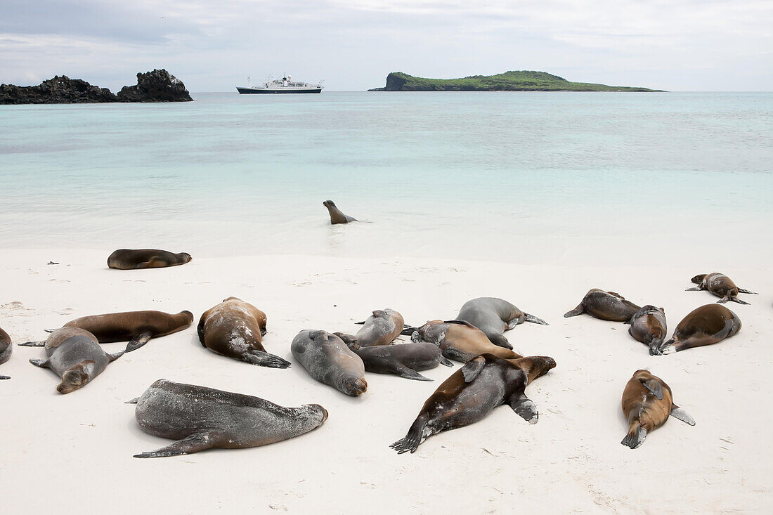 Seelöwen ruhen sich an einem Strand aus und suhlen sich in der Brandung. In der Ferne ankert ein touristisches Expeditionsschiff; Pazifischer Ozean, Galapagos-Inseln, Ecuador