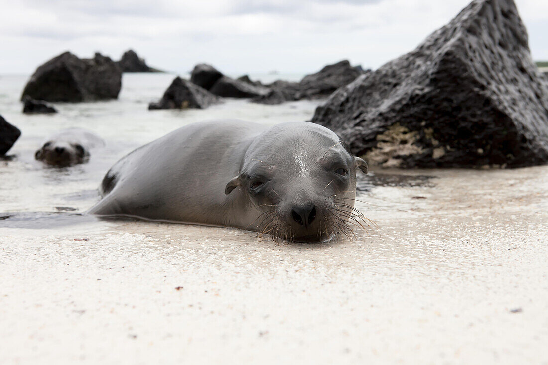 Nahaufnahme von zwei Seelöwen, die sich im seichten Wasser am Rande eines felsigen Strandes ausruhen; Pazifischer Ozean, Galapagos-Inseln, Ecuador