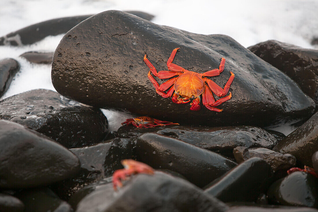 A Sally Lightfoot crab, Grapsus grapsus, on coastal volcanic rocks.; Pacific Ocean, Galapagos Islands, Ecuador