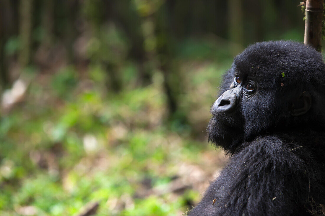 Ein halbwüchsiger Berggorilla, Gorilla gorilla beringei, ruht sich im Wald aus; Parc des Volcans, Ruanda