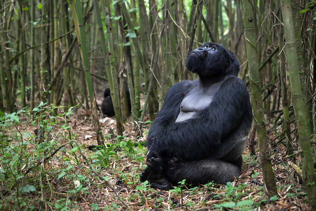 A male silverback mountain gorilla, Gorilla gorilla beringei, rests in a bamboo forest.; Parc des Volcans, Rwanda