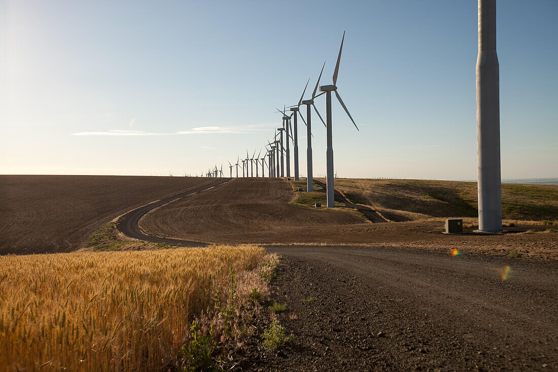 On a farm by the Columbia River, windmill turbines cover the landscape along a winding road near Spring Gulch, Touchet and Walla Walla.; Walla Walla, Washington